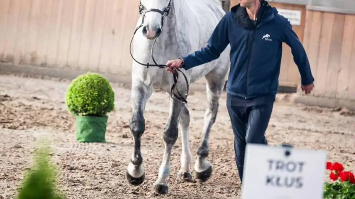 Polshaning Sopot shahrida CSI1* va CSIO4* toifalaridagi xalqaro musobaqa rasman boshlandi